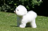 BICHON FRISE 582